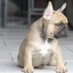 Chiot