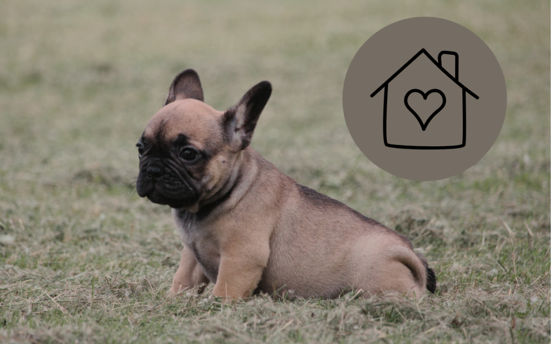 Comment préparer l’arrivée d’un Bouledogue Français à la maison ?