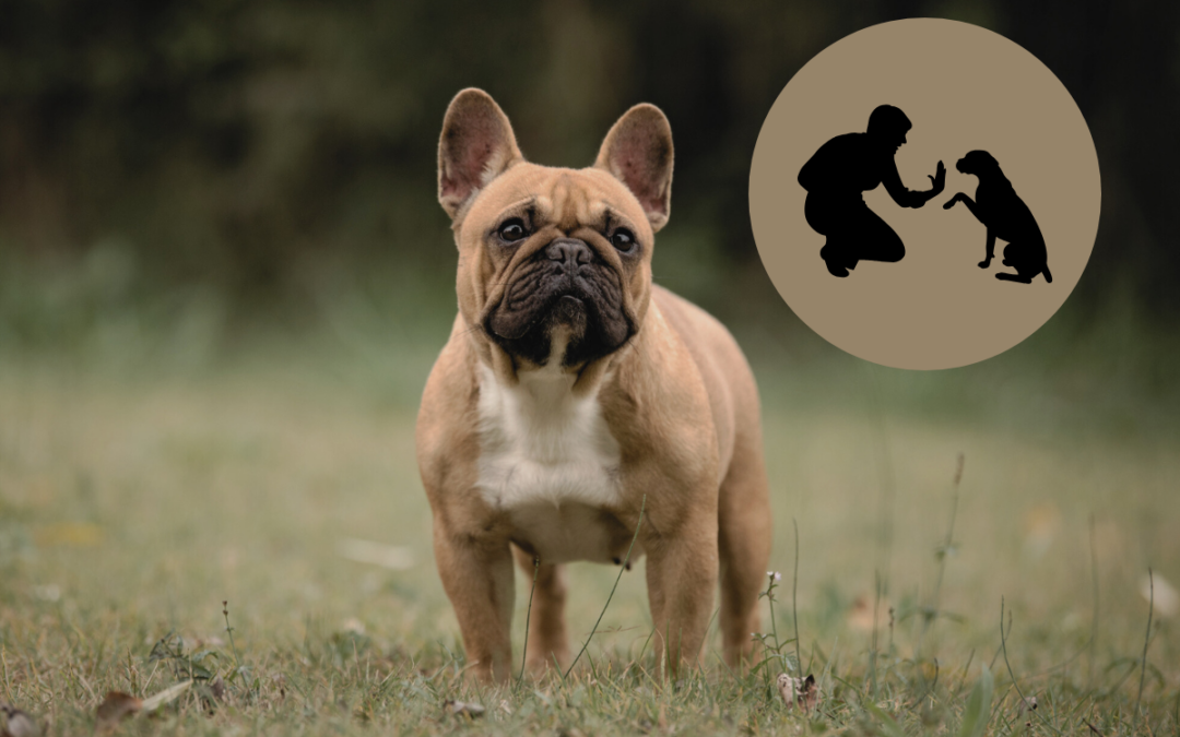 Astuces et conseils pour l’éducation et le dressage du Bouledogue Français