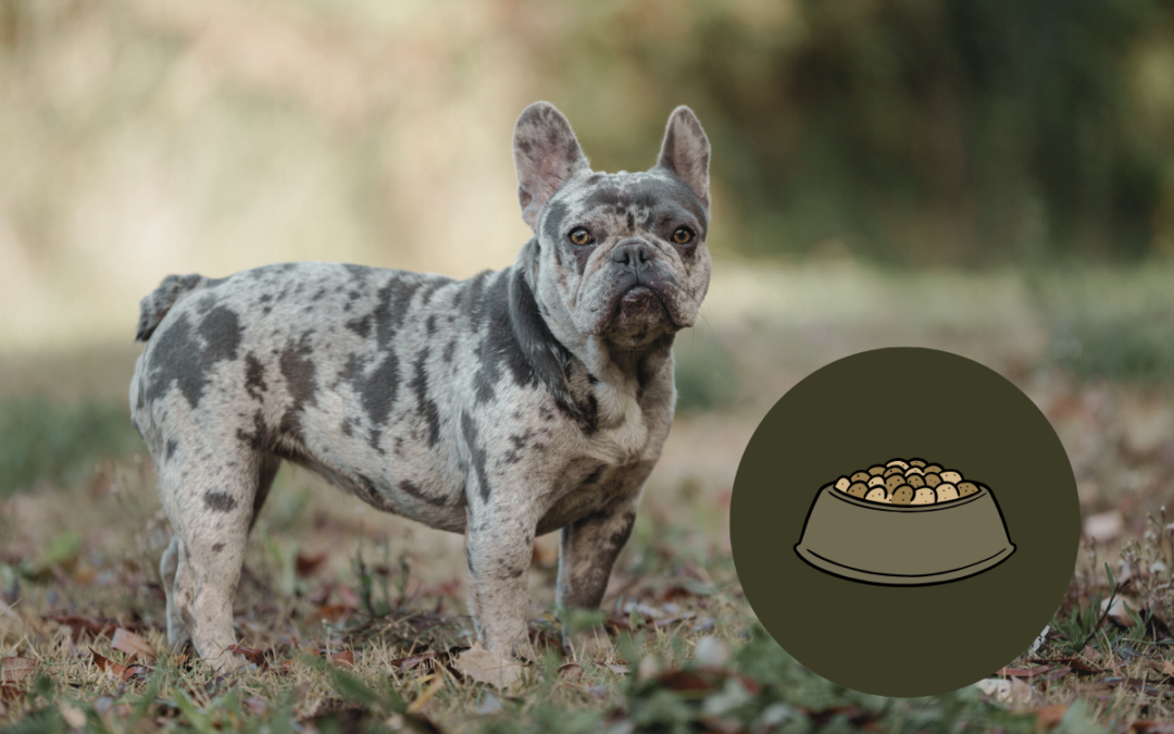 Conseils pour une alimentation adaptée du Bouledogue Français